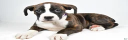 Boxer dogs for sale: Rose Boxer mix - Ad 2