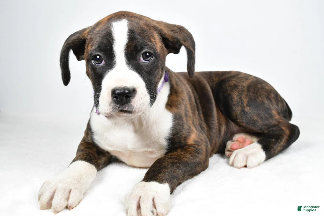 Boxer dogs for sale: Rose Boxer mix - Ad 2