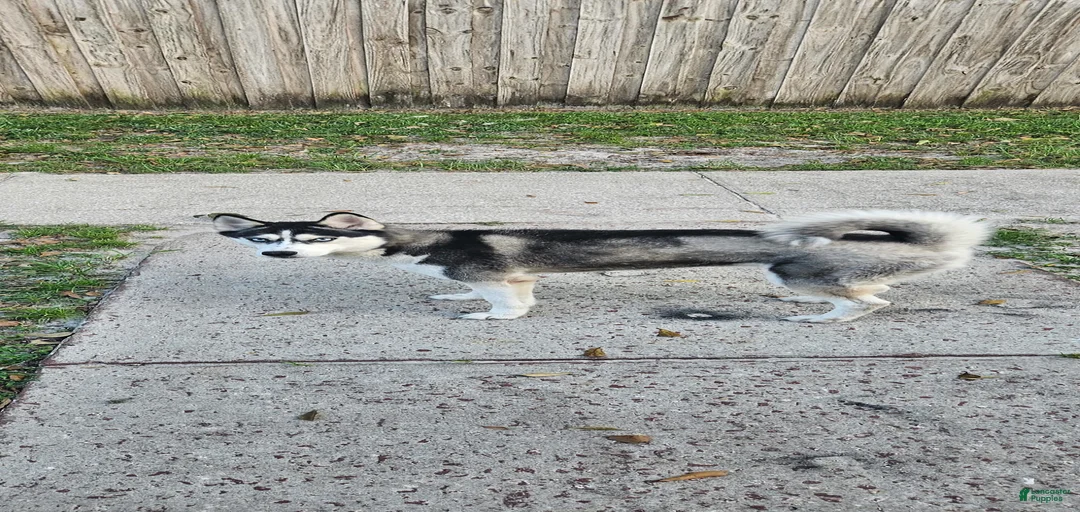 Gallery Image {{count}}