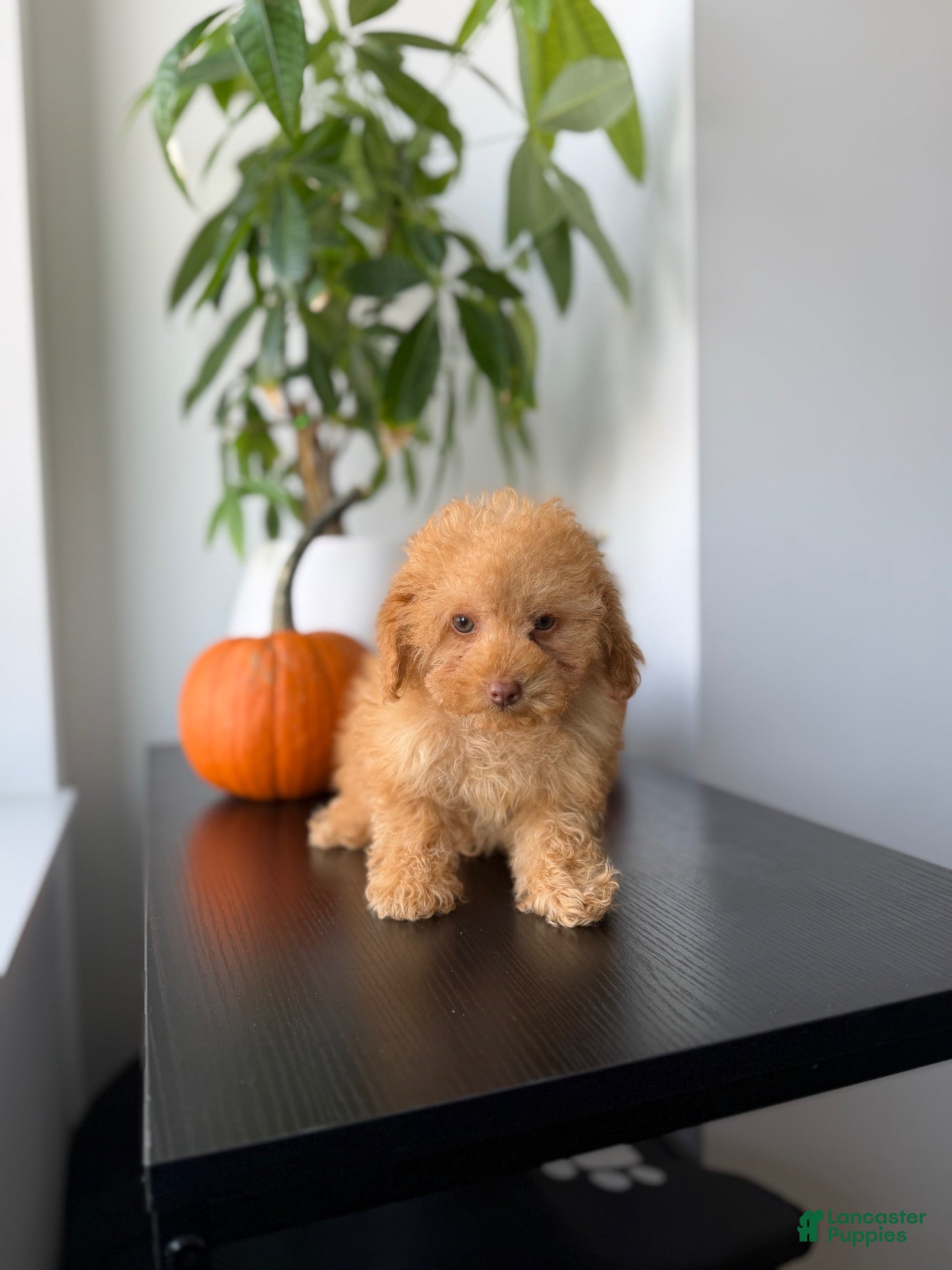 Toy Poodle dogs Ace - Ad 2