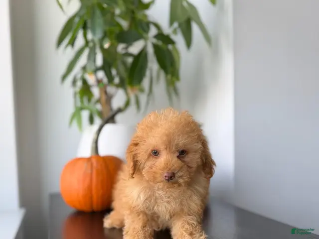 Toy Poodle dogs for sale: Ace - Ad 2