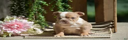 English Bulldog dogs for sale: Miley - Ad 8