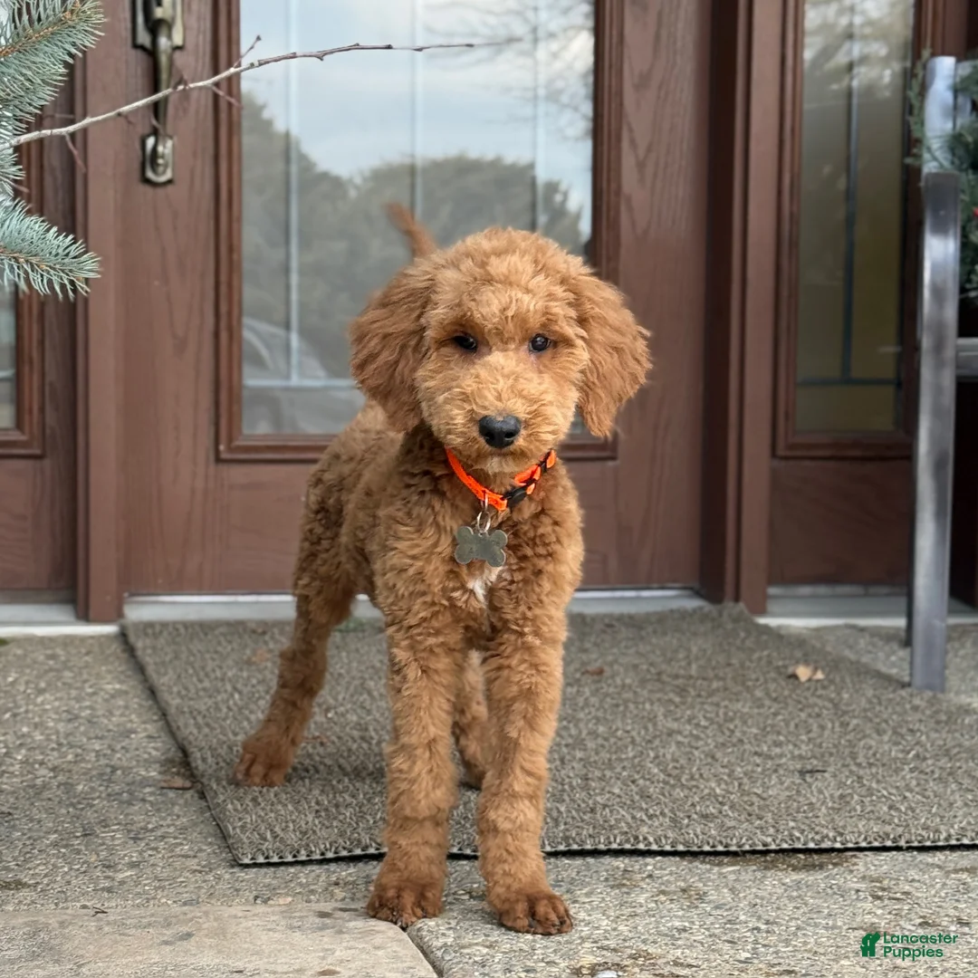 Standard Poodle dogs for sale: Buddy - Moyen Size Poodle - Ad 5