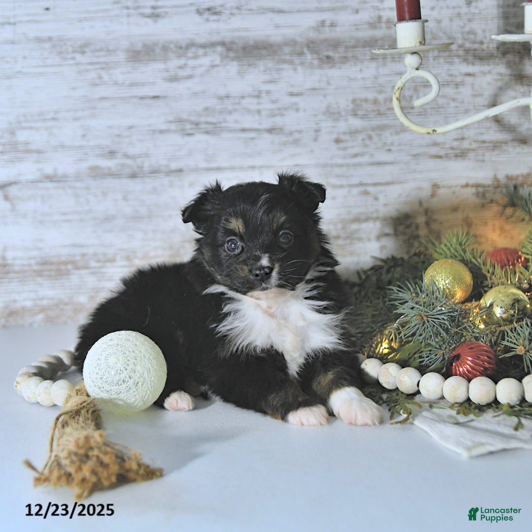 Miniature Australian Shepherd dogs for sale: Mia  - Ad 5