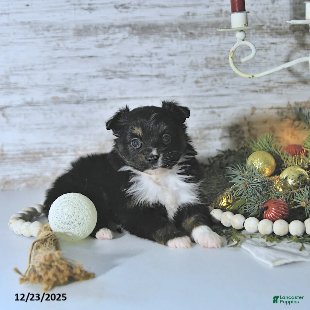 Miniature Australian Shepherd dogs for sale: Mia  - Ad 10
