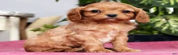 Cavalier King Charles Spaniel dogs for sale: Tommy - Ad 1