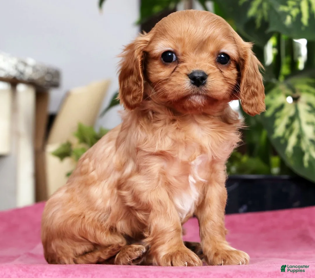 Cavalier King Charles Spaniel dogs for sale: Tommy - Ad 1