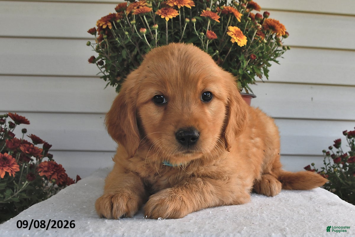 Golden Retriever dogs for sale: Danny - Ad 2