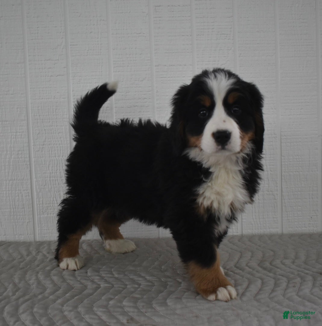Bernese Mountain Dog dogs Remy - Ad 27