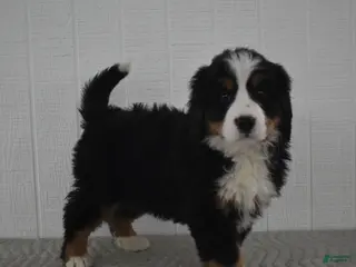 Bernese Mountain Dog dogs Remy - Ad 27
