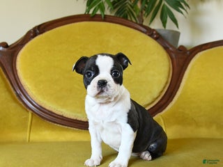 Boston Terrier dogs Dasher - Ad 27