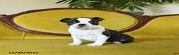 Boston Terrier dogs for sale: Dasher - Ad 21