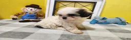 Teddy Bear dogs for sale: Crosby - Ad 3