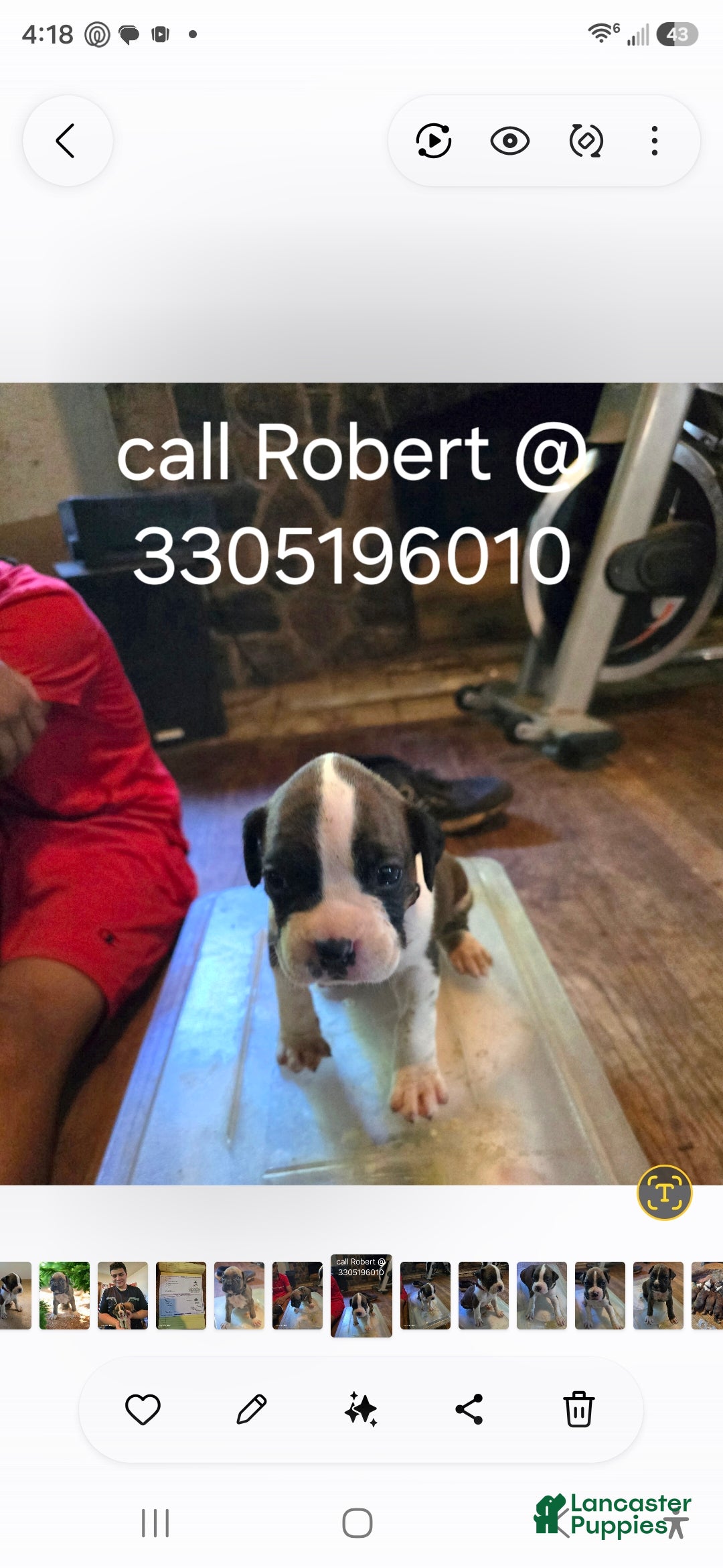 Boxer dogs Boxer Puppy 1 - Ad 2