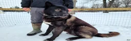 Mixed Breed dogs for sale: Sirius - Ad 3