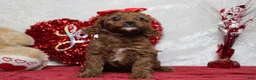 Cavapoo dogs for sale: Rosie - Ad 6