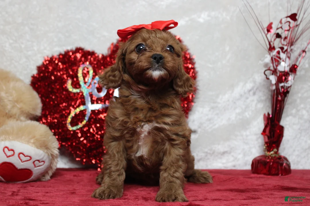 Cavapoo dogs for sale: Rosie - Ad 6