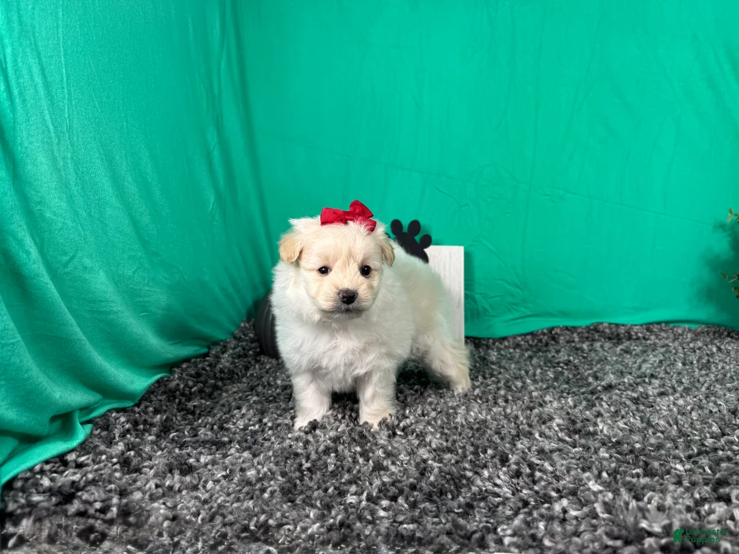 Pomapoo dogs for sale: Pomapoo 4 - Ad 2