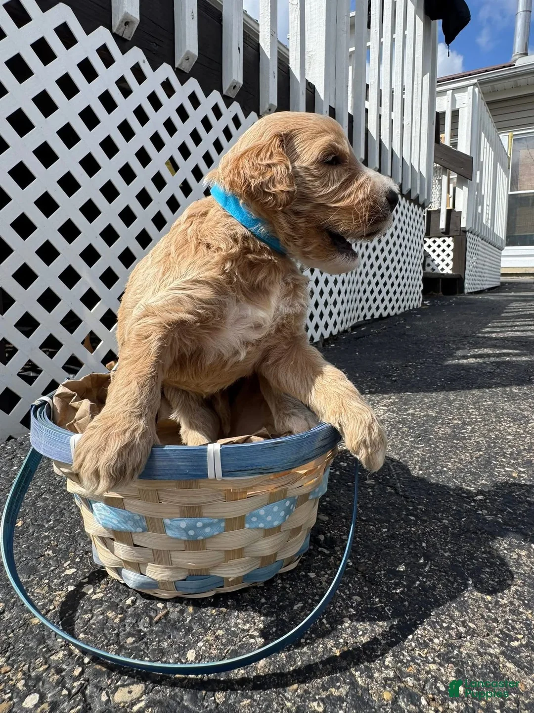 Goldendoodle dogs for sale: Goldendoodle Male - Light Blue - Ad 2