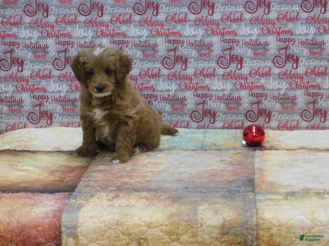 Goldendoodle dogs for sale: Mini Rex - Ad 4