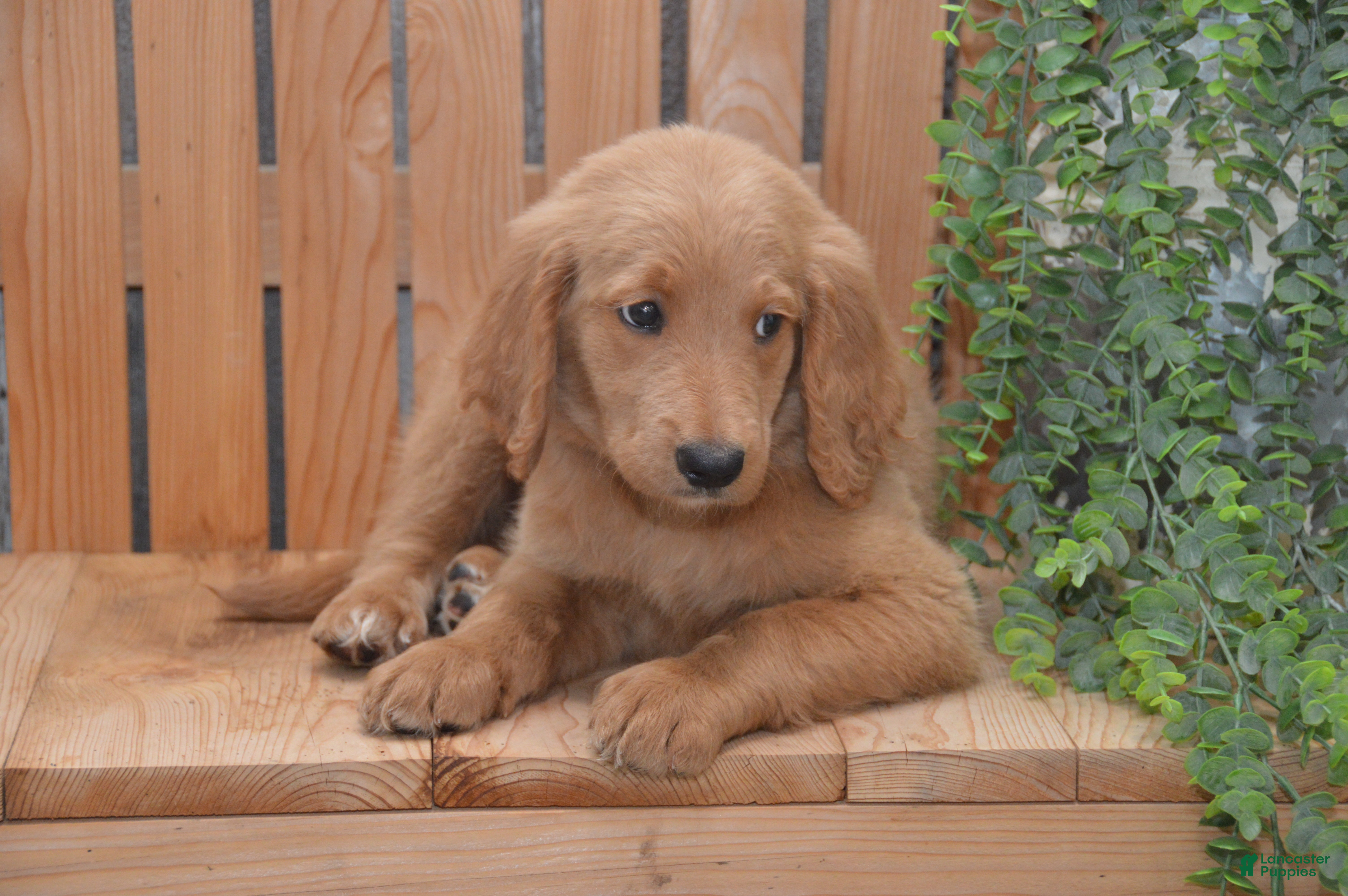Goldendoodle dogs Skipper - Ad 2