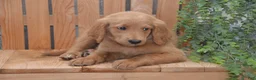 Goldendoodle dogs for sale: Skipper - Ad 2
