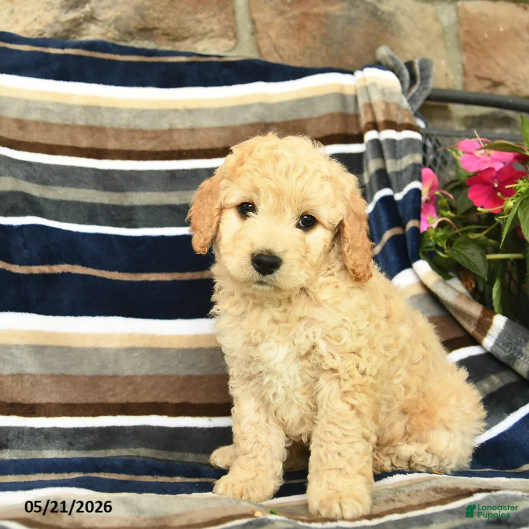 Mini Goldendoodle dogs for sale: Eliot  - Ad 1