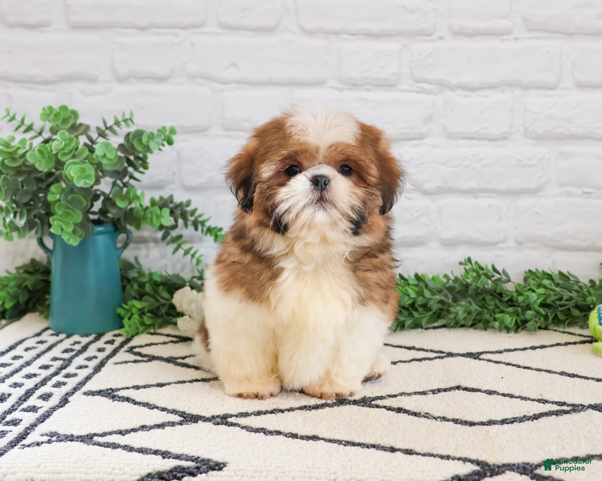 Shih Tzu dogs Fox  - Ad 29