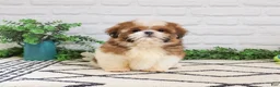 Shih Tzu dogs for sale: Fox  - Ad 1