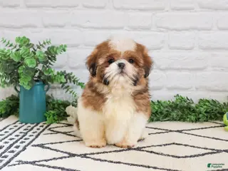 Shih Tzu dogs Fox - Ad 41