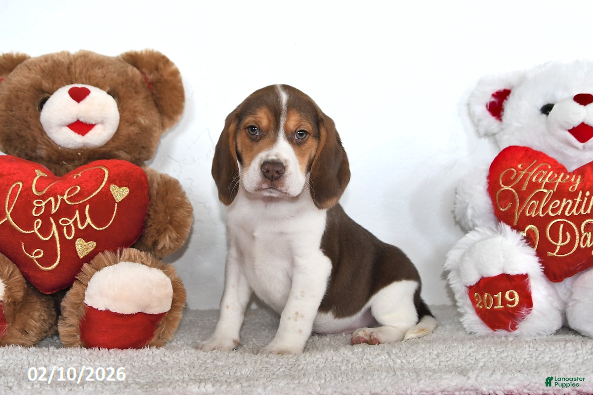 Beagle dogs Winston - Ad 1
