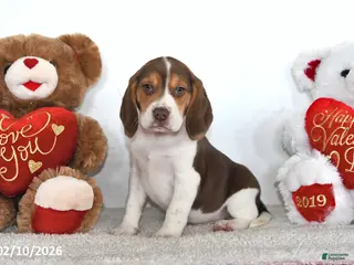 Beagle dogs Winston - Ad 1