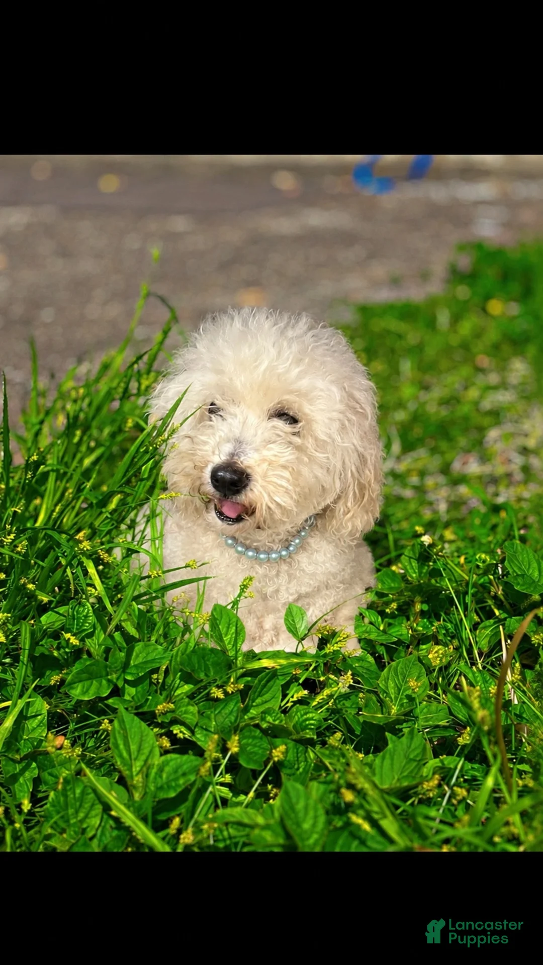 Toy Poodle dogs for sale: Chanel - Ad 3