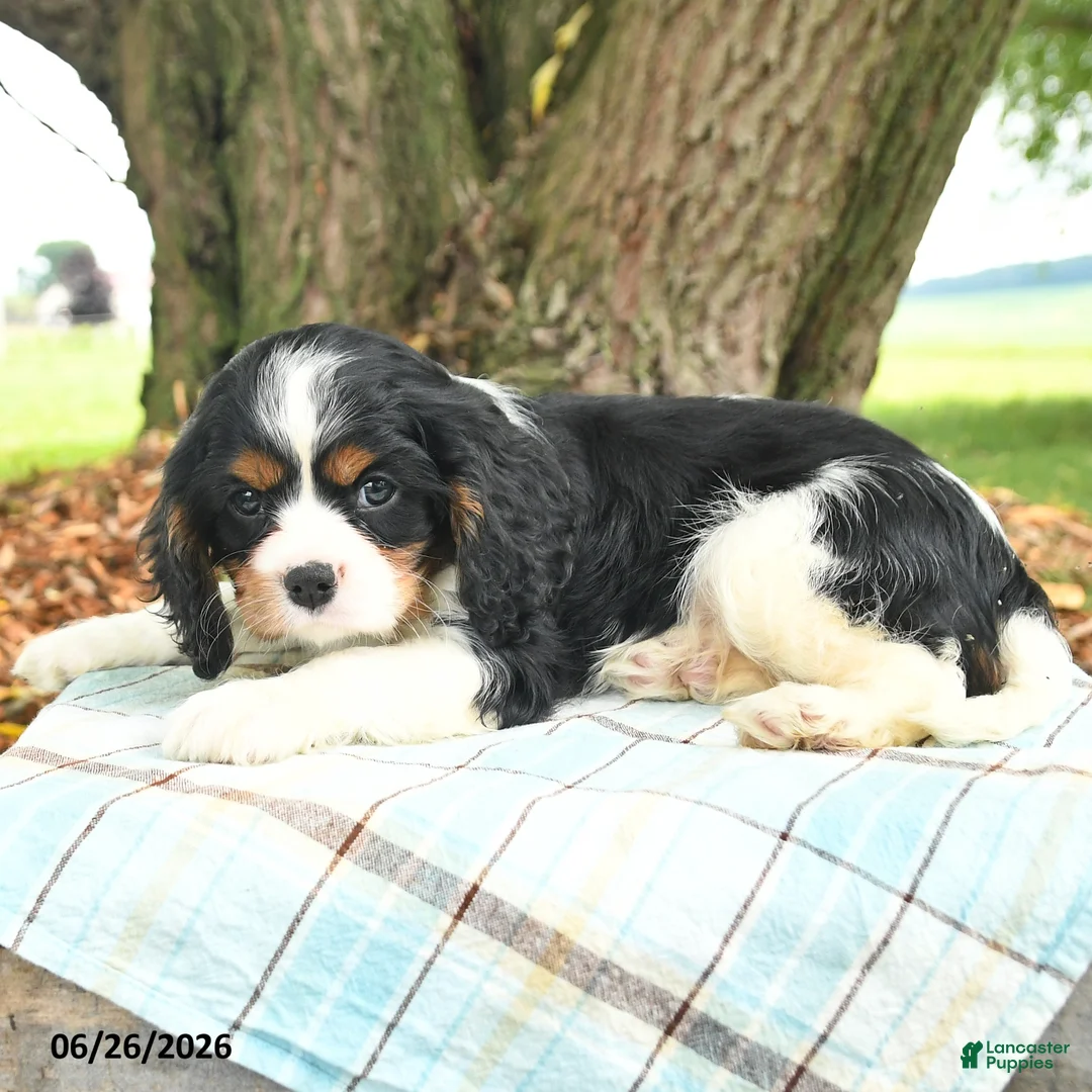 Cavalier King Charles Spaniel dogs for sale: Kami - Ad 2