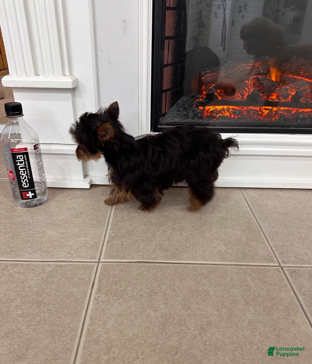 Yorkshire Terrier dogs for sale: Teacup Yorkshire Terrier  - Ad 2