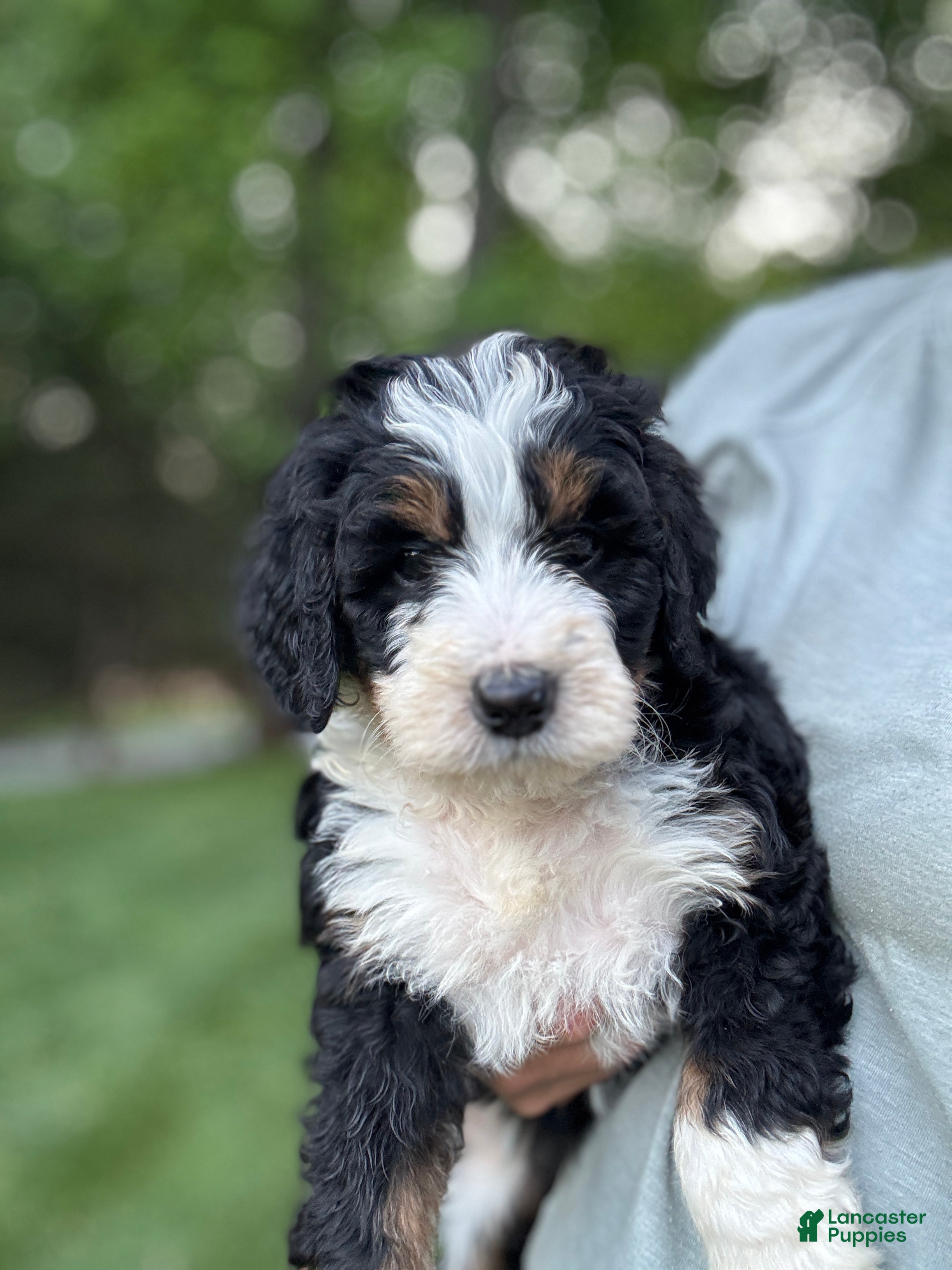 Mini Bernedoodle dogs Skye - Ad 1