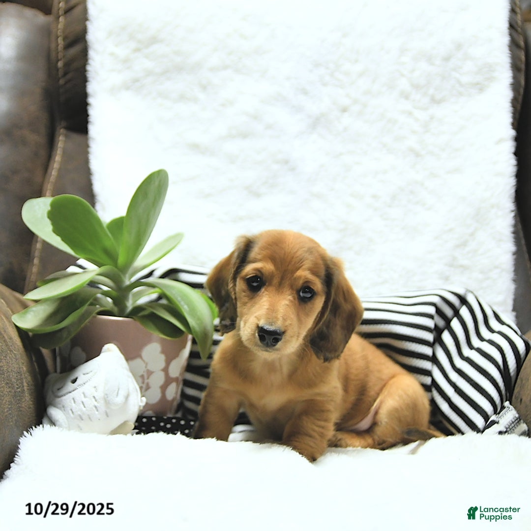 Miniature Dachshund dogs for sale: Asher - Ad 12
