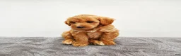 Mini Goldendoodle dogs for sale: Prince   - Ad 3