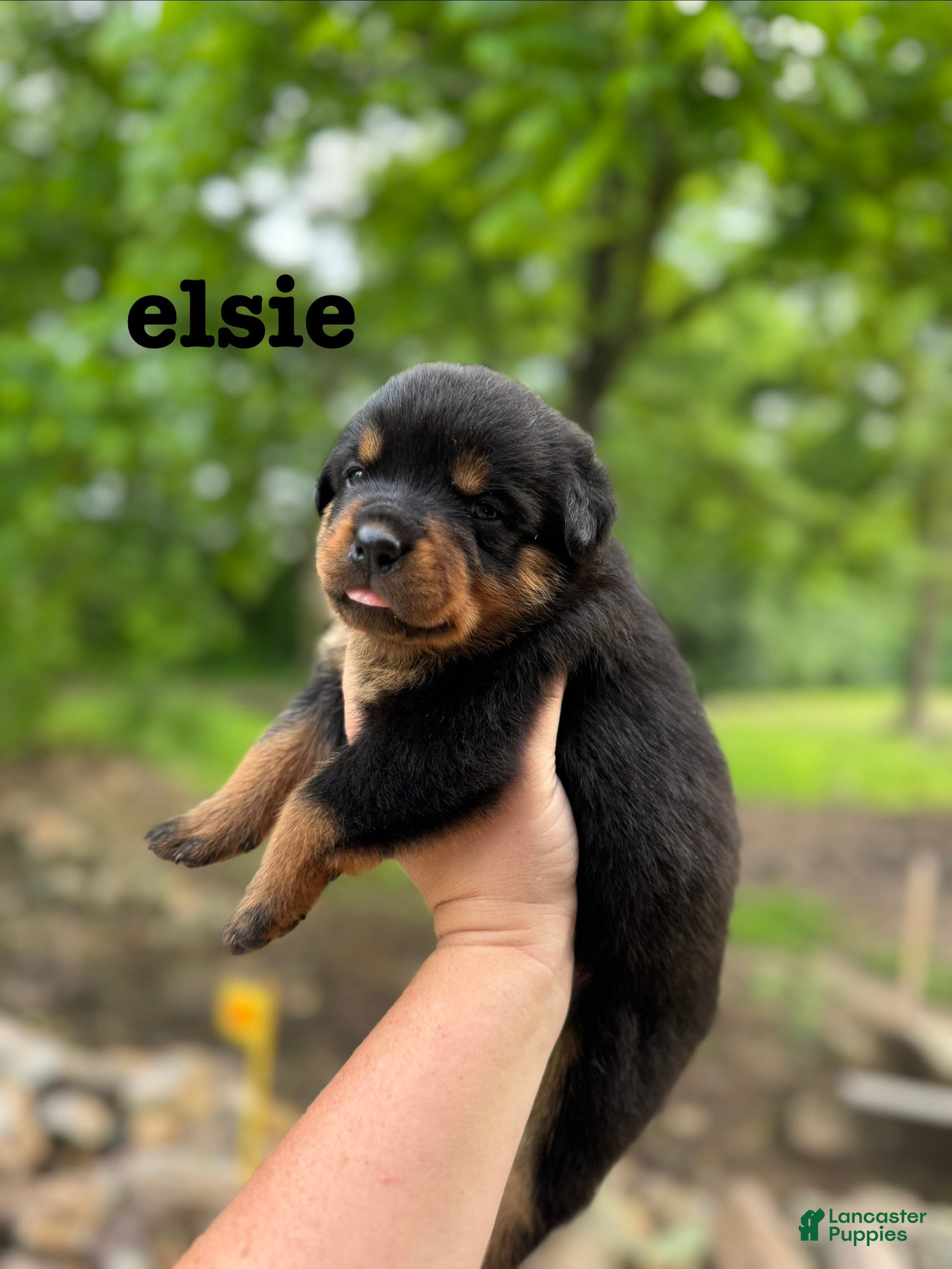 Rottweiler dogs Elsie - Ad 1