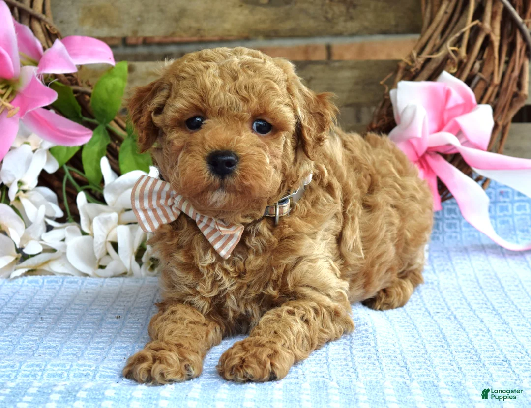Maltipoo dogs for sale: Maverick  - Ad 10