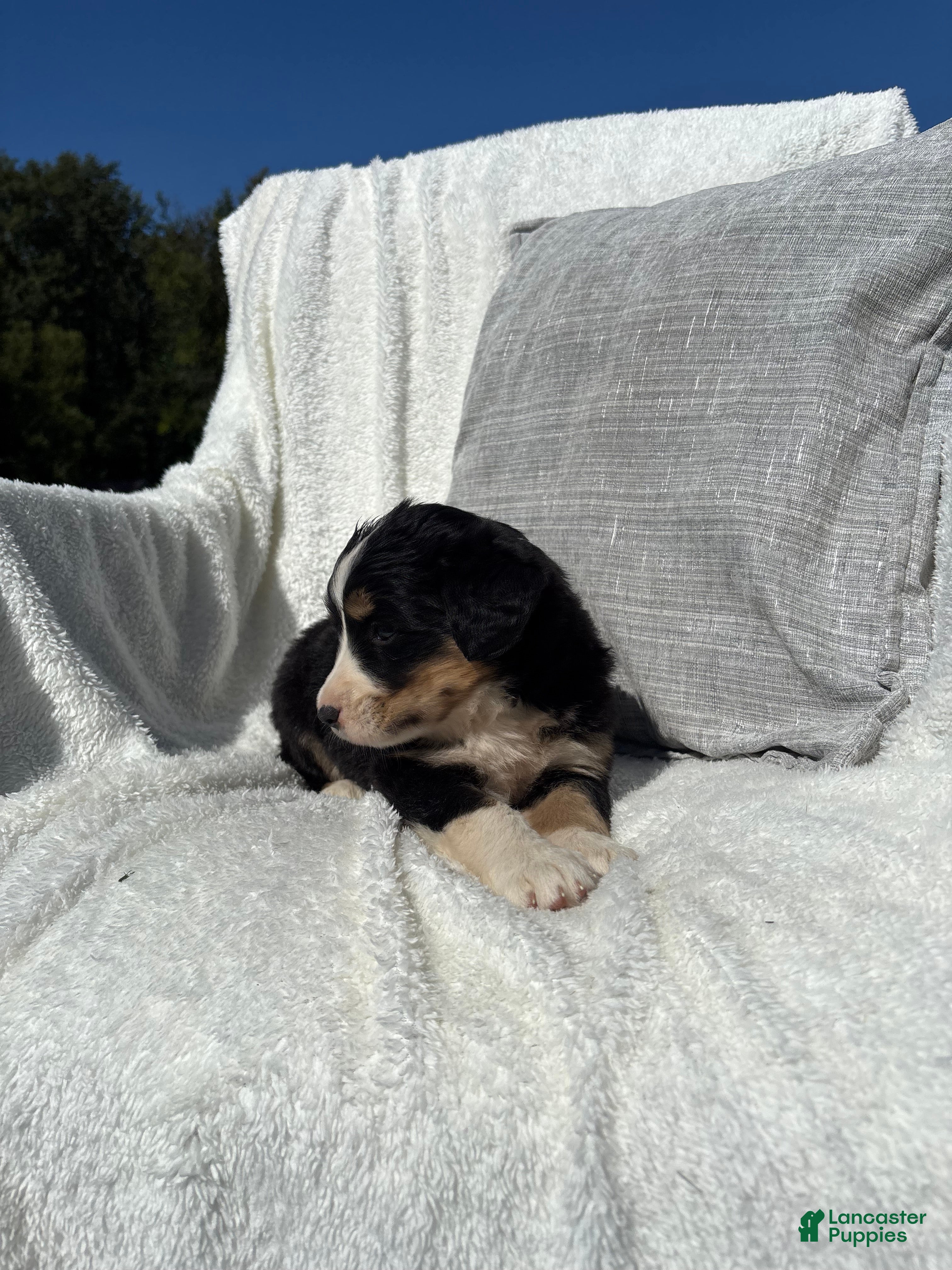 Mixed Breed dogs Mixed Breed 5 - Ad 2