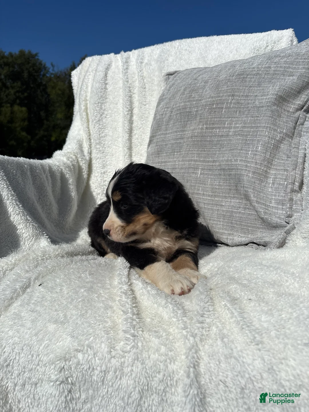 Mixed Breed dogs for sale: Mixed Breed 5 - Ad 2