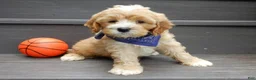Cavapoo dogs for sale: Shawn - Ad 6