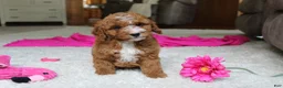 Cavapoochon dogs for sale: Millie - Ad 11