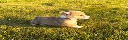Welsh Corgi Pembroke dogs for sale: Mable - Ad 3