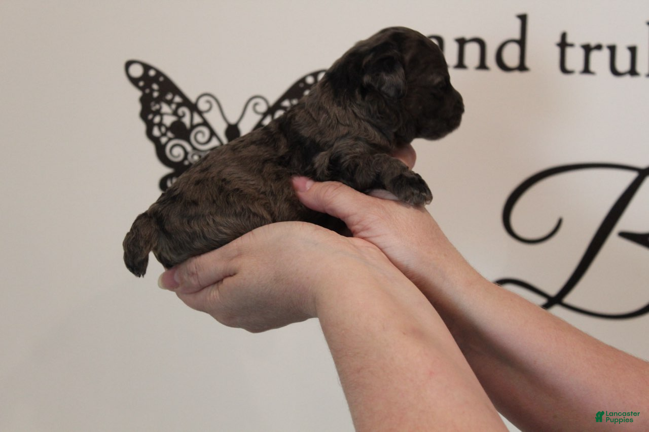 Toy Poodle dogs Boy 1 - Ad 2