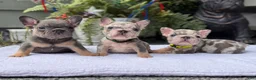 French Bulldog dogs for sale: Taz  - Ad 4