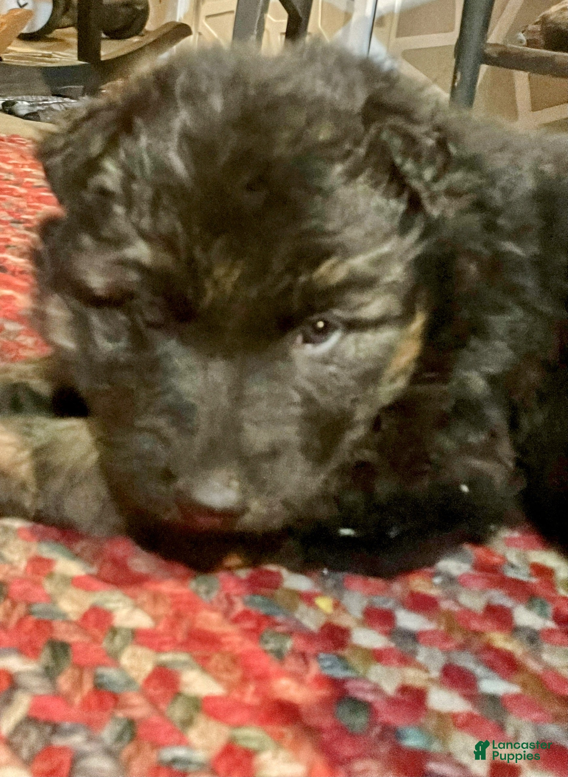 German Shepherd dogs ♥️SWEET DEZARAY ♥️ - Ad 5