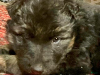 German Shepherd dogs ♥️SWEET DEZARAY ♥️ - Ad 21