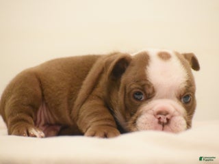 English Bulldog dogs Archy - Ad 26